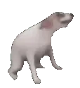 dogdancing dogdancing