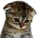 Sad_Kitty