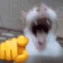 831480catlaugh animated emote - HackerDen