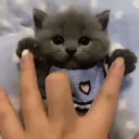942640kitten animated Discord emote from HackerDen