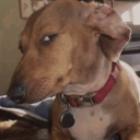 sideeyedog custom emote | ✦Sleepy Hollow✦