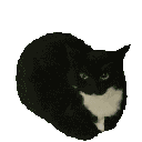 maxwell Discord emoji