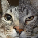 gato Discord sticker | Mundo dos Animes - Br