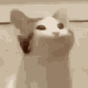 catfish_ animated emote | ✦Sleepy Hollow✦