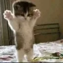 rawr