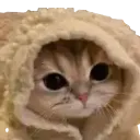 BlanketCat