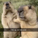 lethimcook custom emote | AMB