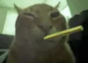 buhblunt