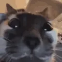 kuh kuh