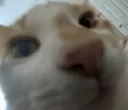 zuh