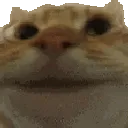 cat_nod