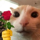 A cat with large, wide eyes holding a red rose with a cartoon hand.