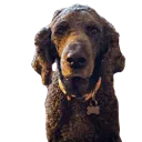 bear5000ydstare