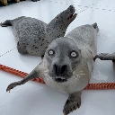 A gray seal stares directly at the camera with completely white, blank eyes.