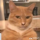 An orange tabby cat staring directly at the camera with a serious and skeptical expression.