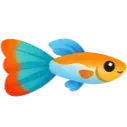 guppy