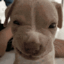 cachorro animated Discord emote from Mundo dos Animes - Br