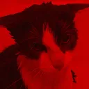 evil_moggy