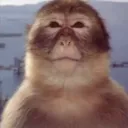 monke