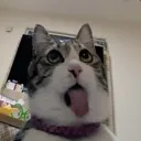 mew