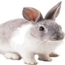 bunbun