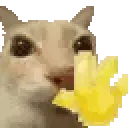 catwave
