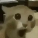 shocked_cat