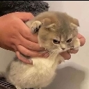 GrumpyKitty Discord Emoji | The 1woners