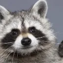83236raccoon