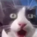 shock