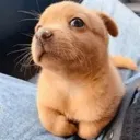 weirddog