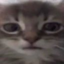 GATOTRAUMA Discord Emoji from Mundo dos Animes - Br