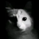 catlurking