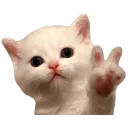 kittenpeace