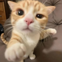 KittyPUNCH Discord Emoji from The 1woners