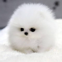 CUTE Discord Emoji - [ 𝗗𝗘𝗔𝗧𝗛 𝗛𝗘𝗔𝗗 𝗦𝗢𝗖𝗜𝗘𝗧𝗬 ]