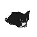catdance Discord emoji