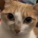 Stare