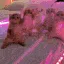 aicatdance2