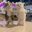 aicattown