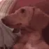 wiener_what wiener_what