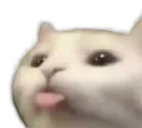 catlengua