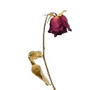 relwiltedrose