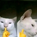 emoji_21 Discord Emoji - Ếch ộp