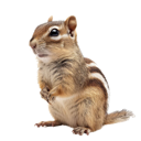 CHIPMUNK Discord sticker from ℸ̷⃝Axs                       𖤐