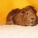 guineapig