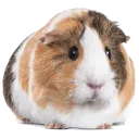 guineapig