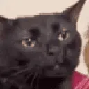 1163zoningcat