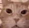 catlaugh