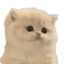 93342dumbfoundedkitten